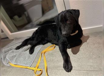 Dunya Labrador Doodle Pudel Mischling Hündin Junghund sucht Zuhause für immer