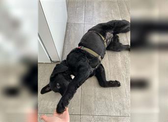 Dunya Labrador Doodle Pudel Mischling Hündin Junghund sucht Zuhause für immer