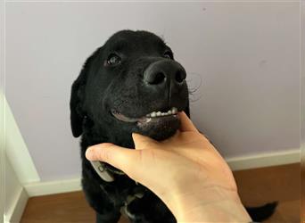 Dunya Labrador Doodle Pudel Mischling Hündin Junghund sucht Zuhause für immer