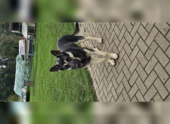 Osteuropäische Schäferhund Welpen