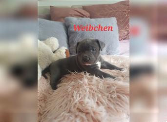 American Bully Welpen aus TOP Verpaarung zu verkaufen