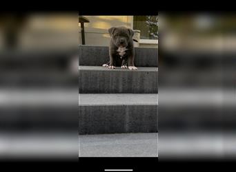 American Bully Welpen aus TOP Verpaarung zu verkaufen