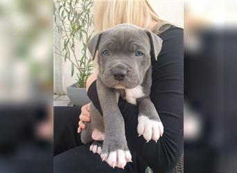 American Bully Welpen aus TOP Verpaarung zu verkaufen