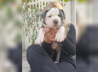 American Bully Welpen aus TOP Verpaarung zu verkaufen