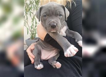 American Bully Welpen aus TOP Verpaarung zu verkaufen