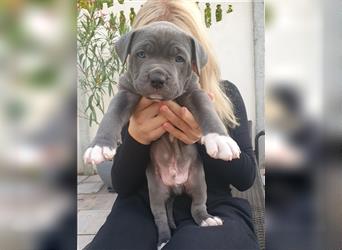 American Bully Welpen aus TOP Verpaarung zu verkaufen