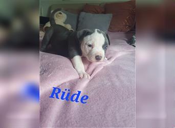 American Bully Welpen aus TOP Verpaarung zu verkaufen