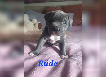 American Bully Welpen aus TOP Verpaarung zu verkaufen