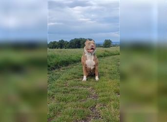 American Bully Welpen aus TOP Verpaarung zu verkaufen