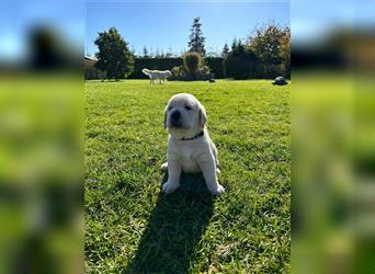 Labrador Golden Retriever Welpen