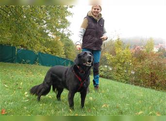 Timossi - eine Seele von Hund - Tierhilfe Franken e.V.