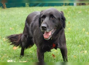 Timossi - eine Seele von Hund - Tierhilfe Franken e.V.