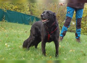 Timossi - eine Seele von Hund - Tierhilfe Franken e.V.