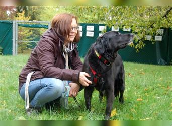 Timossi - eine Seele von Hund - Tierhilfe Franken e.V.