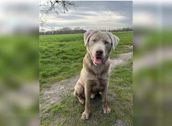 Labrador Welpen Blond und Schwarz