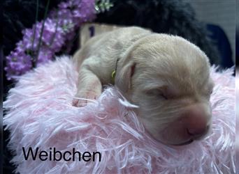 Labrador Welpen Blond und Schwarz