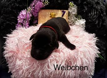 Labrador Welpen Blond und Schwarz