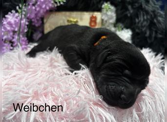 Labrador Welpen Blond und Schwarz