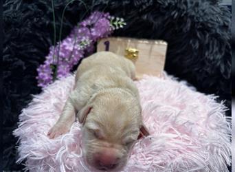 Labrador Welpe Blond NR.1 Hündin