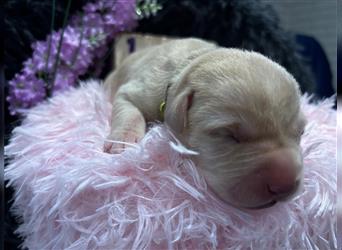 Labrador Welpe Blond NR.1 Hündin