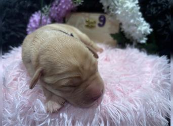 Labrador Welpe Blond NR.9 Rüde