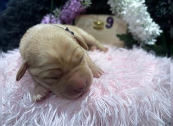 Labrador Welpe Blond NR.9 Rüde