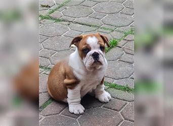 Englische Bulldogge