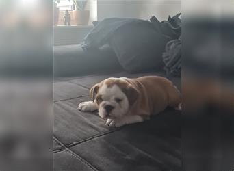 Englische Bulldogge