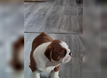 Englische Bulldogge