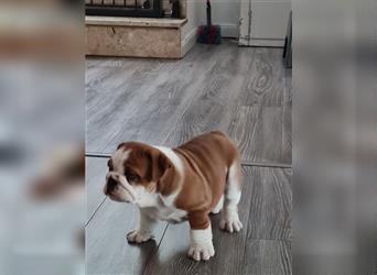 Englische Bulldogge