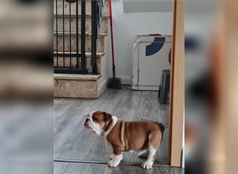 Englische Bulldogge