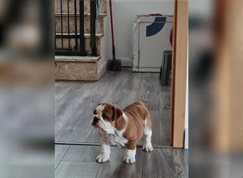 Englische Bulldogge