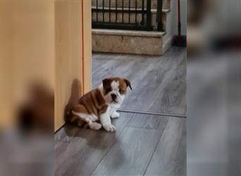 Englische Bulldogge