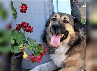 Rüde Hope -der immer lacht-  mag auch Katzen