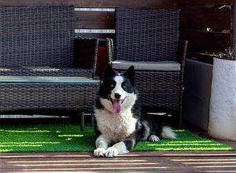 Der blauäugige, hübsche Silver sucht eine Familie