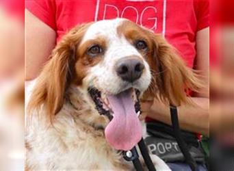 Marley, Epagneul Breton / Bretonenspaniel