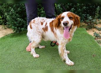 Marley, Epagneul Breton / Bretonenspaniel