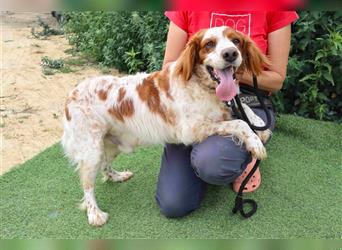 Marley, Epagneul Breton / Bretonenspaniel