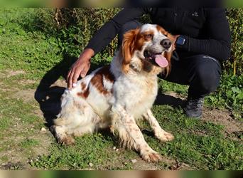 Marley, Epagneul Breton / Bretonenspaniel