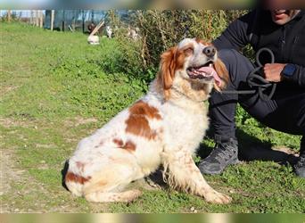 Marley, Epagneul Breton / Bretonenspaniel