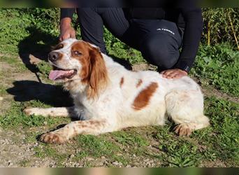 Marley, Epagneul Breton / Bretonenspaniel