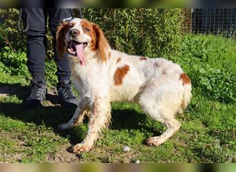 Marley, Epagneul Breton / Bretonenspaniel