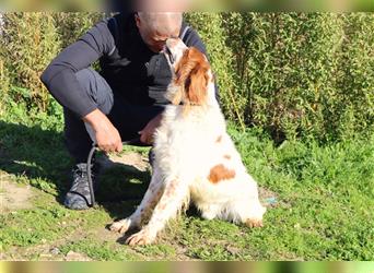 Marley, Epagneul Breton / Bretonenspaniel