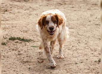 Marley, Epagneul Breton / Bretonenspaniel