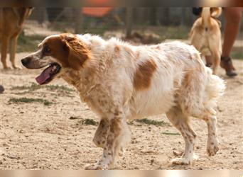 Marley, Epagneul Breton / Bretonenspaniel