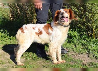 Marley, Epagneul Breton / Bretonenspaniel