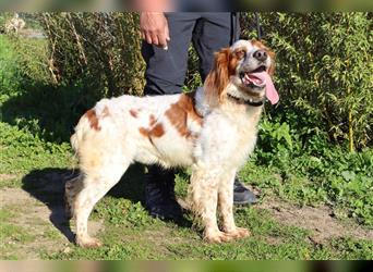 Marley, Epagneul Breton / Bretonenspaniel