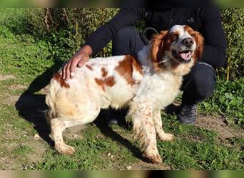 Marley, Epagneul Breton / Bretonenspaniel