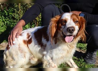 Marley, Epagneul Breton / Bretonenspaniel