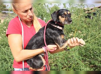 Tuxa, Mix Pinscher / Podengo, lieb und verträglich